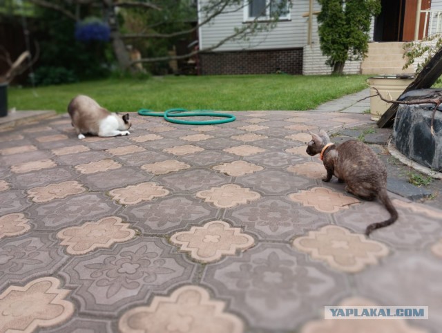 Начну котовторник чуть раньше!