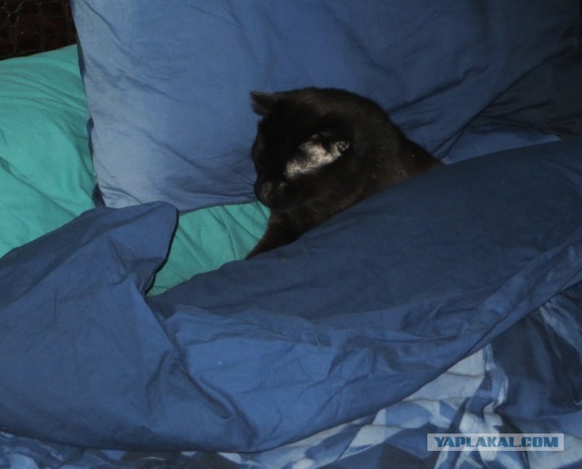 Чёрные коты не такие