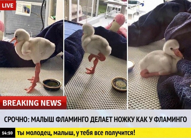 Картинки и мемы для настроения - 131