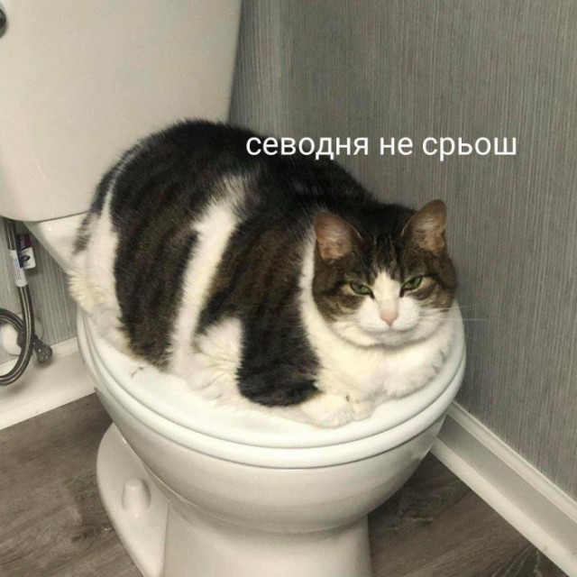 Котомемы 29.09.23