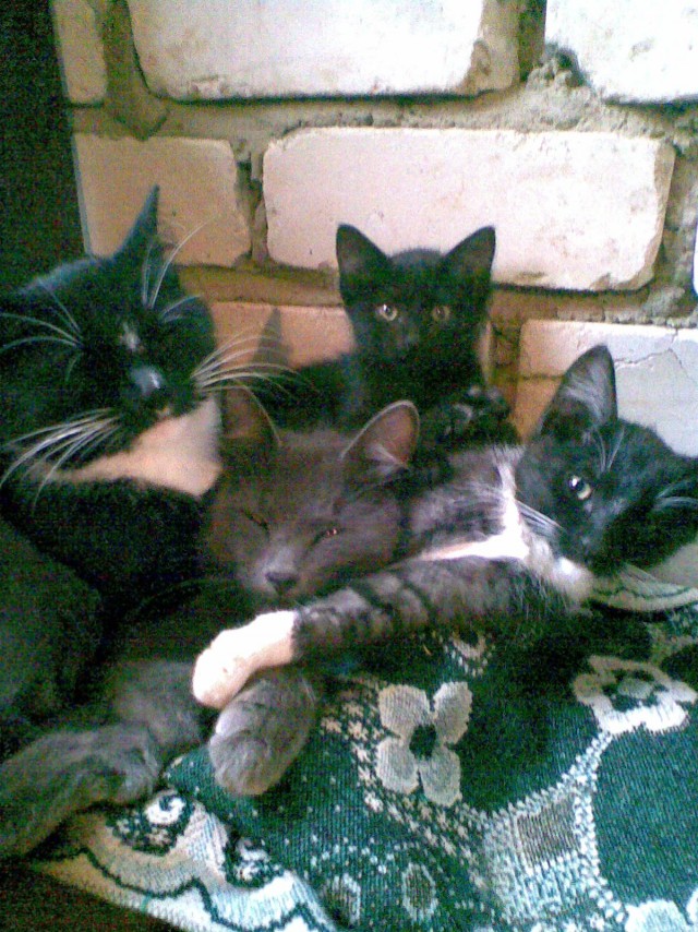 Котовторник 30.04.2013