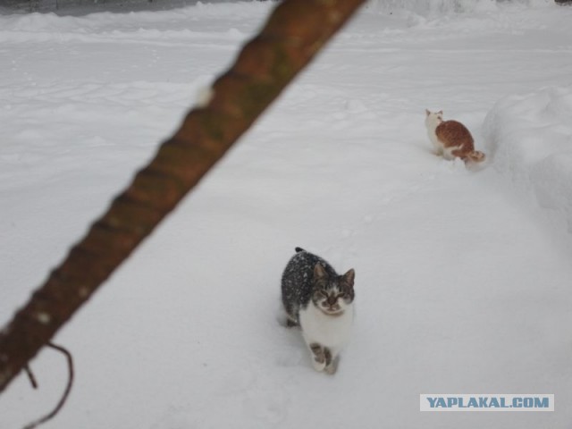 Жизнь домашнего приюта для котеек 479