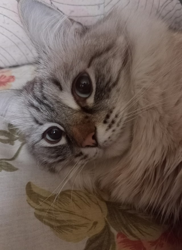 Господа, не котовторник, но нужна помощь