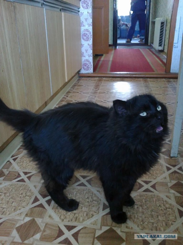 Котовторник  07.05.2013