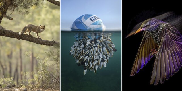 Мяч-бродяга и «канатоходец»: выбраны лучшие фото дикой природы на BWPA 2024