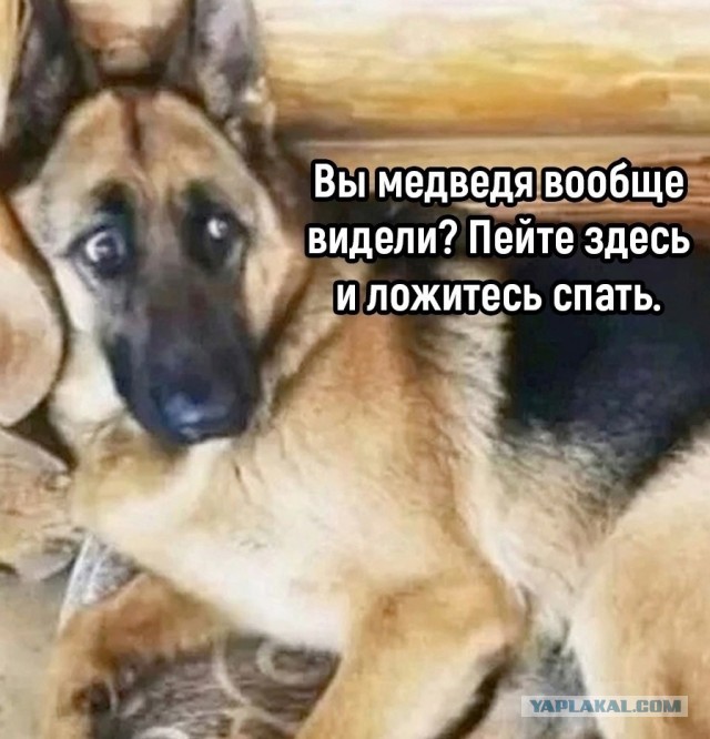 За сбитую собаку свердловчанин заплатит 115 тысяч рублей