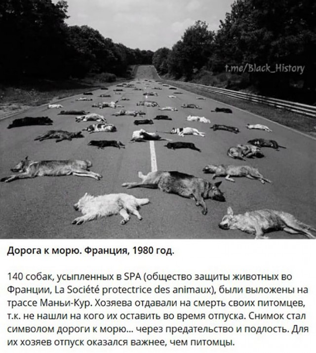 Собаки из истории в картинках
