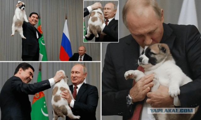 Ким Чен Ын подарил Владимиру Путину пару собак национальной северокорейской породы пхунсан