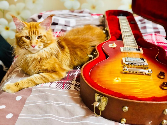 Короче, купил электрогитару