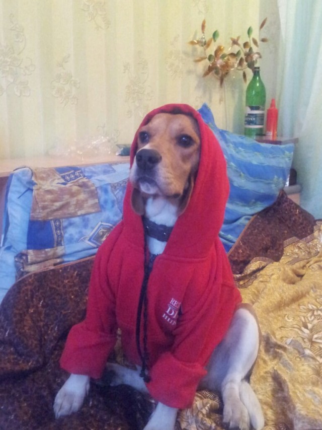 Порода бигль