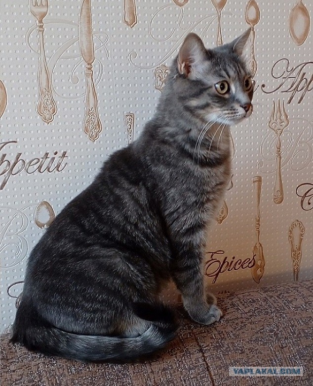 Котовторник !