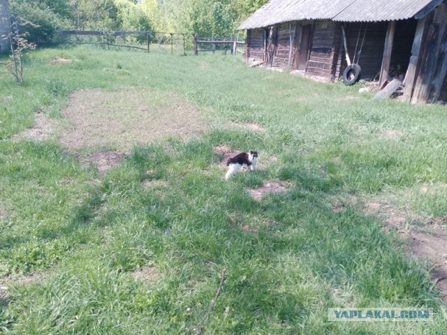 Жизнь домашнего приюта для котеек 545