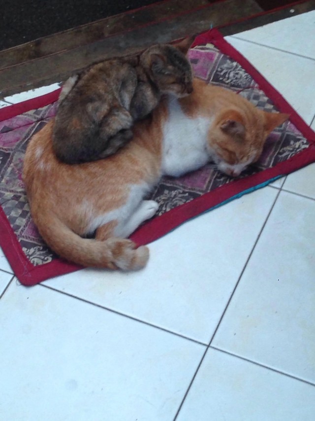 Спящих котеек тред