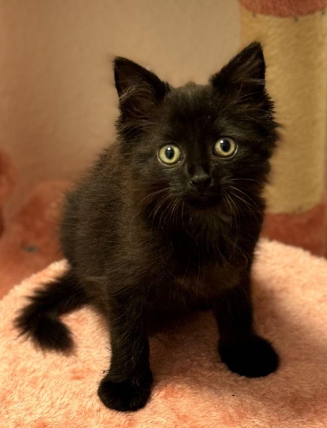 Котик с помойки