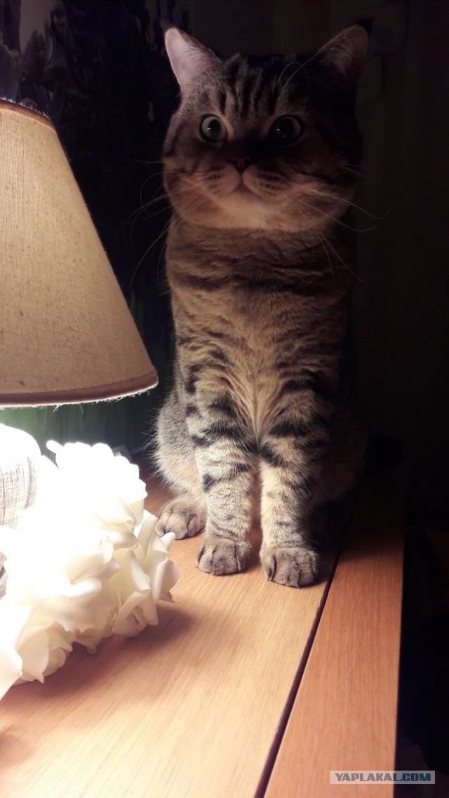 Забираем котика на стену