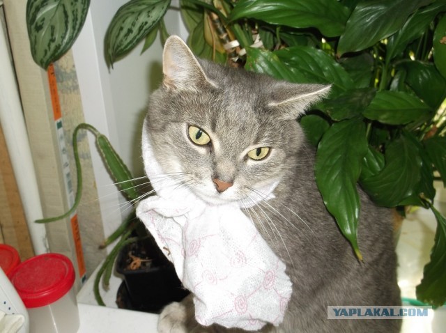 Котовторник 9.07.2013