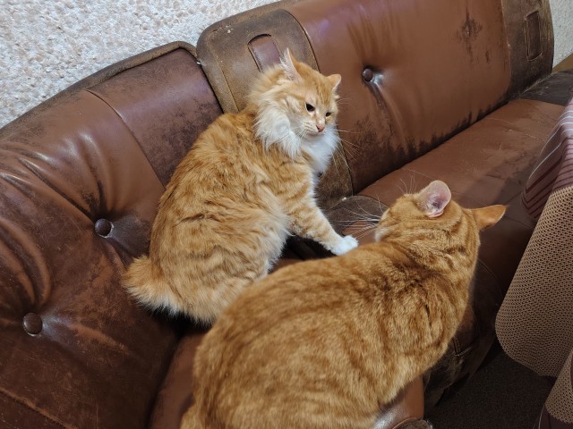 Оглянись, незнакомый прохожий