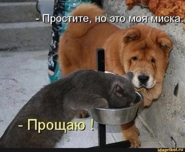 Прикольные и просто красивые картинки 06.01. 2026