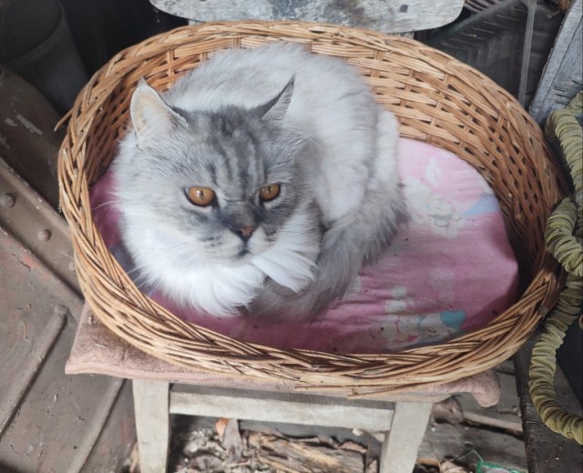 Уличные котики