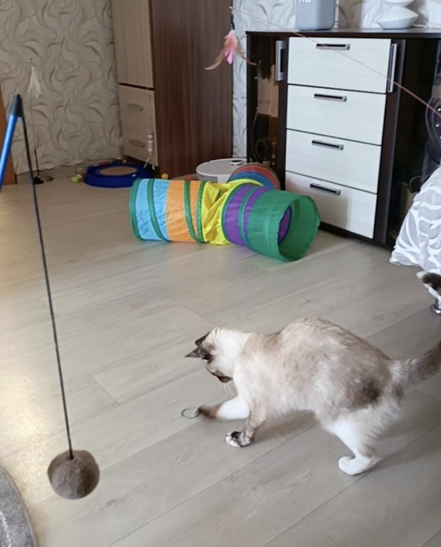 Вопрос к кошачьим рабам
