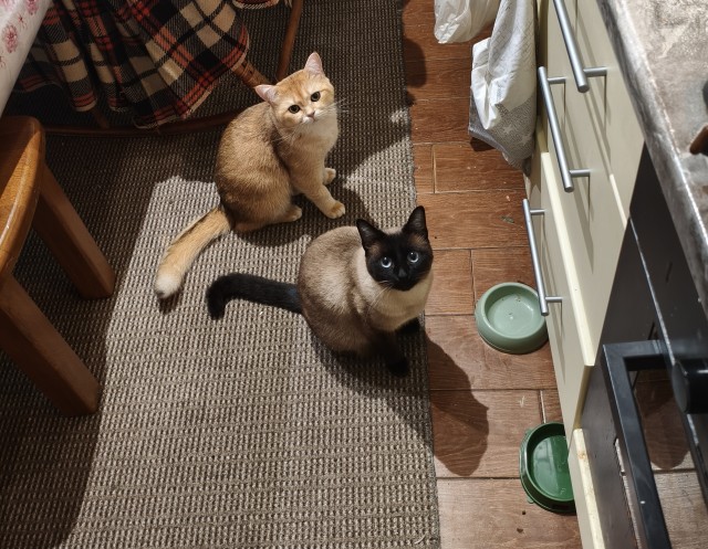 Не верь коту! Он ел!