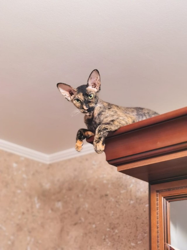 Котовторнику - Быть