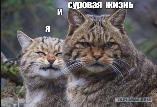 Это Европейские дикие кошки — близкие родственники домашних кошек