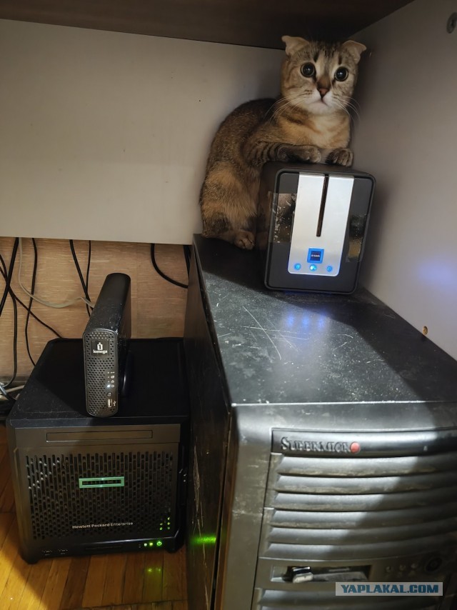Мой котик