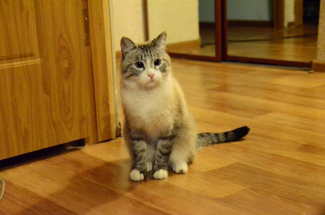 Котовторник   27.08.2013