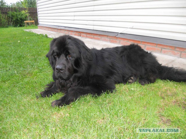 Собакочетверг на 02.01.2014