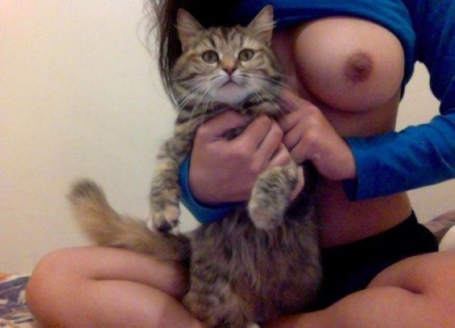 Польза от котов