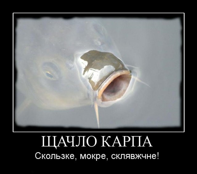 Голодные рыбы-карпы