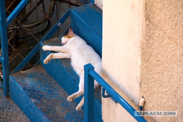 Котовторник  08.04.2014