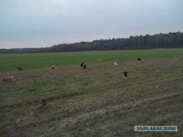 Жизнь домашнего приюта для котеек 34