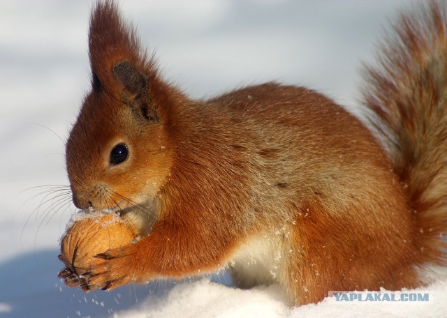 Беличий король или история спасения белок