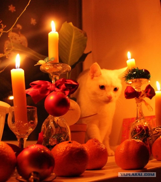 Котовторник 06.01.2015
