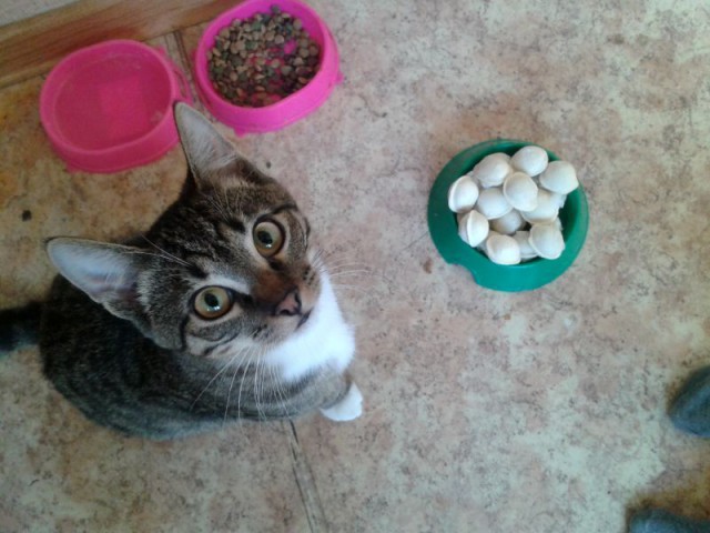 Котовторник