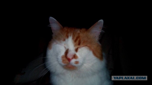 Котовторник