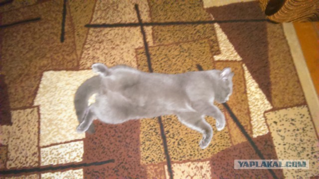 Моя кошка спит.