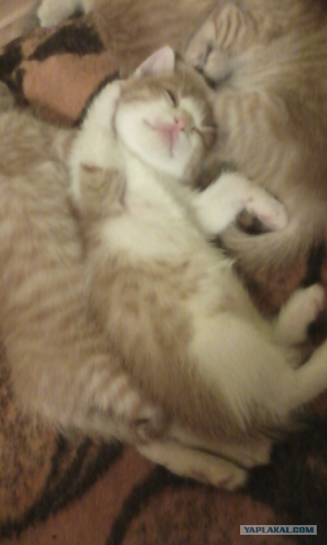 Котовторник