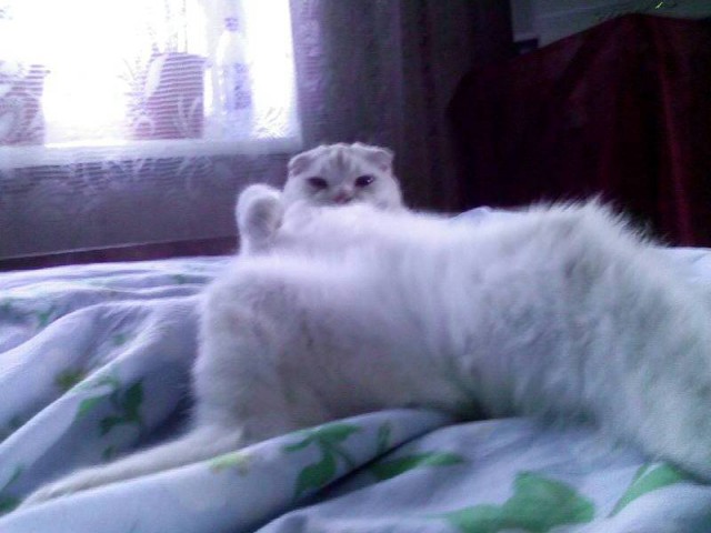 Котовторник