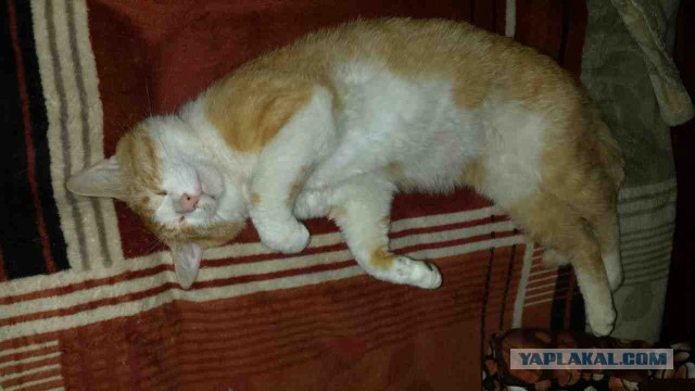 Котовторник 7.07.2015