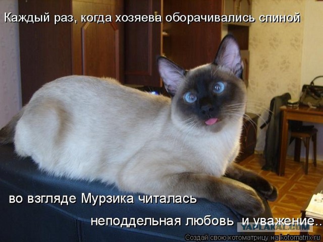 Косоглазые котики