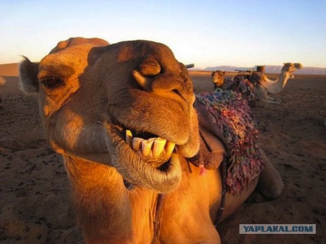 как вам урожай?