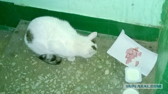 Коту нужен хозяин