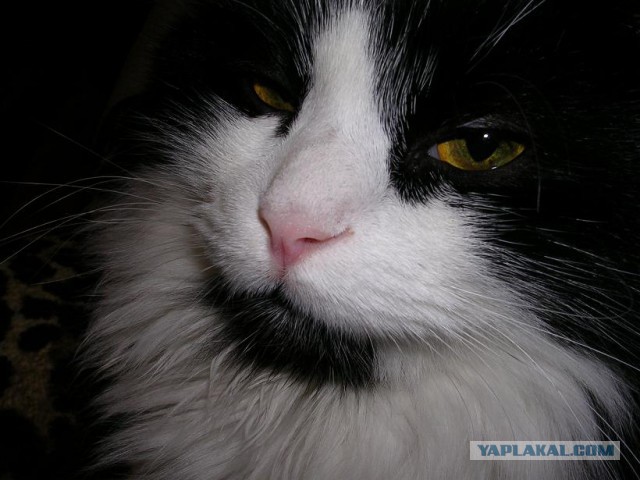 Кото-вторник 24 Мая 2016го :)