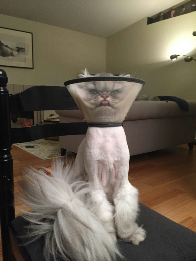 Прикольные животные
