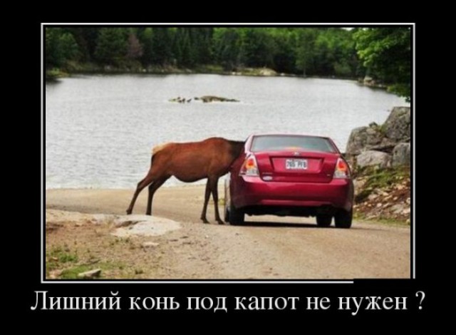 Порция картинок из сети