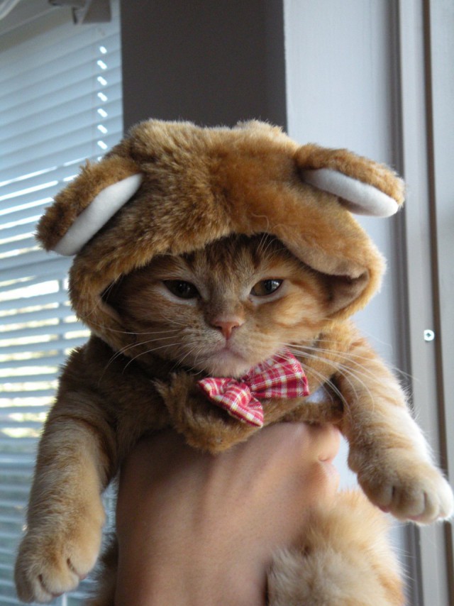 Коты из сети