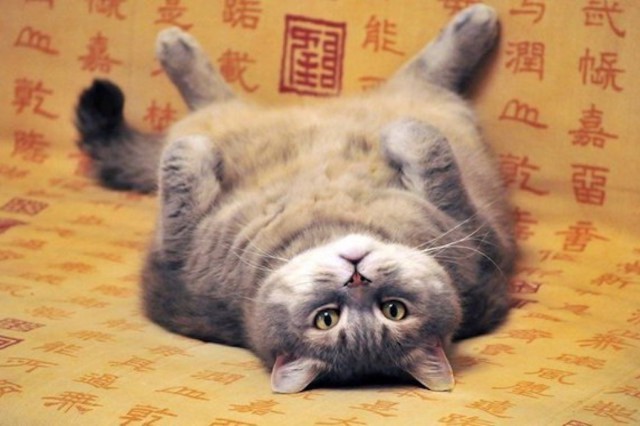 Коты из сети